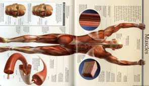 Human Body (Insiders)